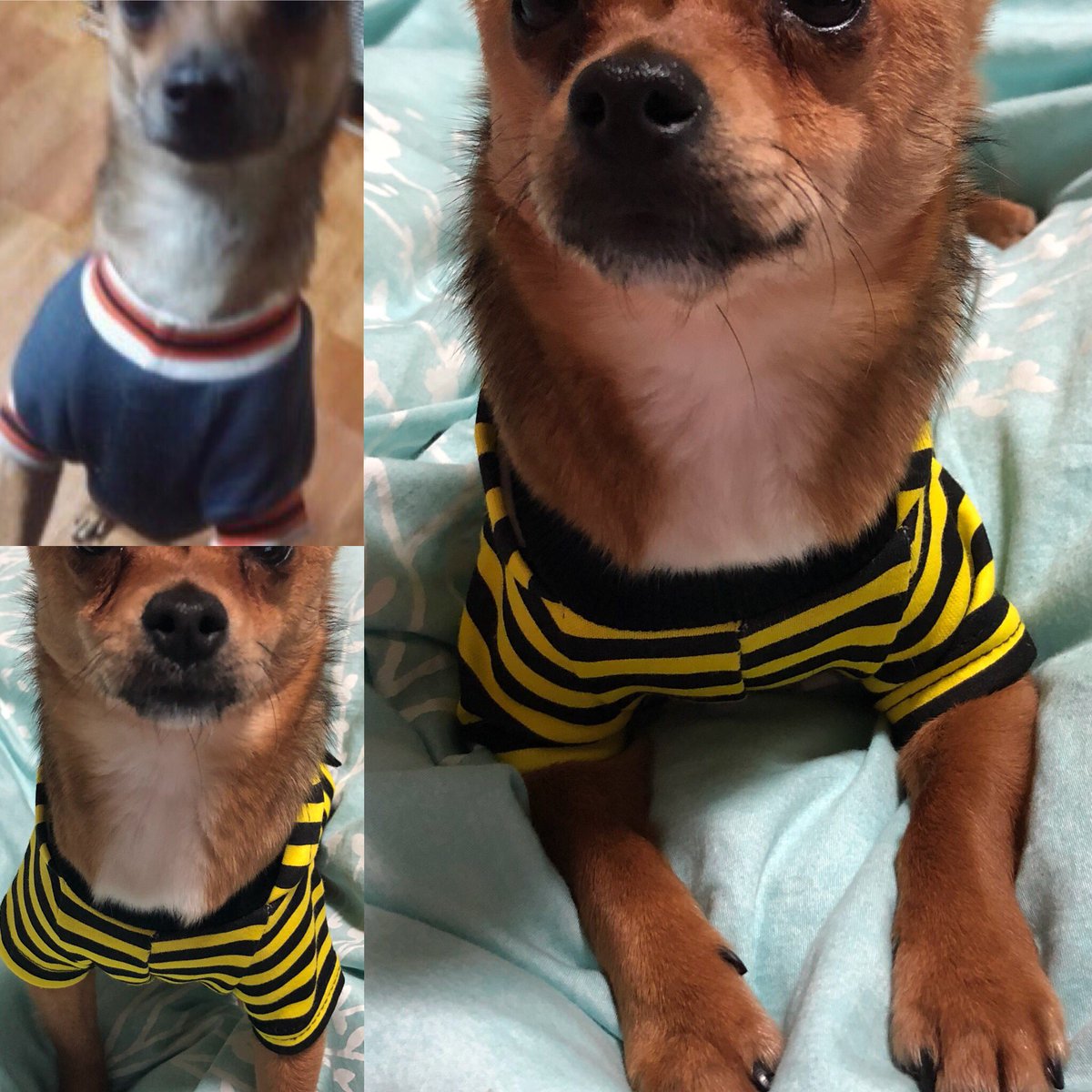 kimmongdorr's tweet photo. @foranimal1004 혹시 띵똥이 근황은 모르시죠? ㅠㅠㅠㅠ 올해 가납리에서 발견돼서 동구협가있던 저희 똥개님과 아무리봐도 너무너무너무너무 비슷해서 딩동이 근황이 궁금하네요 ㅠㅠㅠㅠㅠ https://t.co/bVJNnG97dL