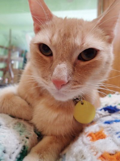 TravisTabbyCat's tweet image. Hope your Friday nite are pawsome - I know mine are gonna be! #niphead #TGIF