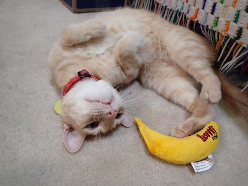 TravisTabbyCat's tweet image. Hope your Friday nite are pawsome - I know mine are gonna be! #niphead #TGIF