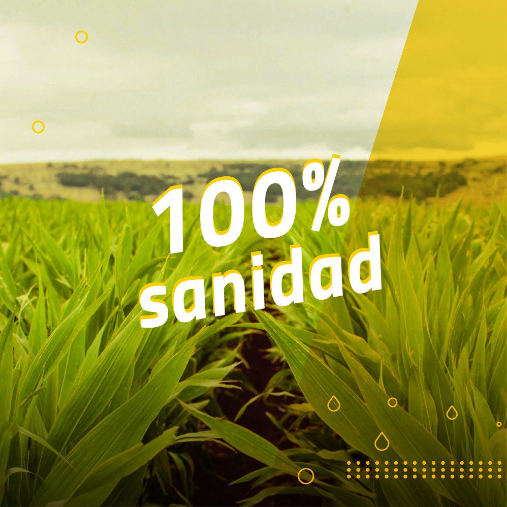 NideraSemillas's tweet photo. Sabemos que a vos te gustan las cosas al 100%, por eso desarrollamos un maíz perfecto para tus necesidades ¡Descubrilo!
https://t.co/hLTP4hufdt https://t.co/KHcLhiBqg3