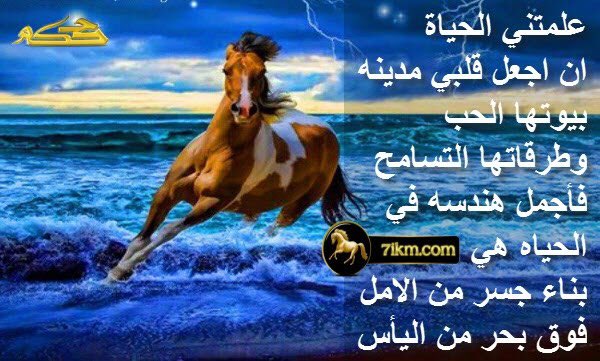 أنور الكبيسي (@pbzjv7cjbsprxd7) on Twitter photo 