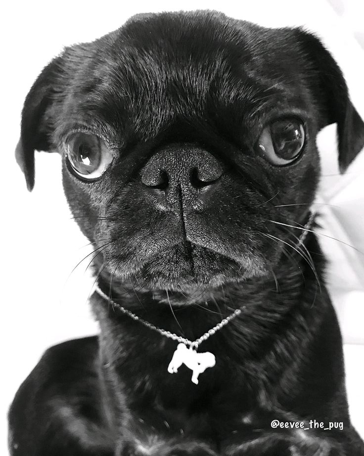 The #cuteness that @eevee_the_pug ... · · · · · #pugnation #pugstagram #pug #blackpugoftheday #blackpugsofinstagram #blackpug #pugs #pugsnotdrugs #tgif #happyweekendeveryone #puglife #happyweekend #blackpugstagram #blackpuglove #blackpugs #blackpugpuppy… pinterest.com/pin/5383209617…