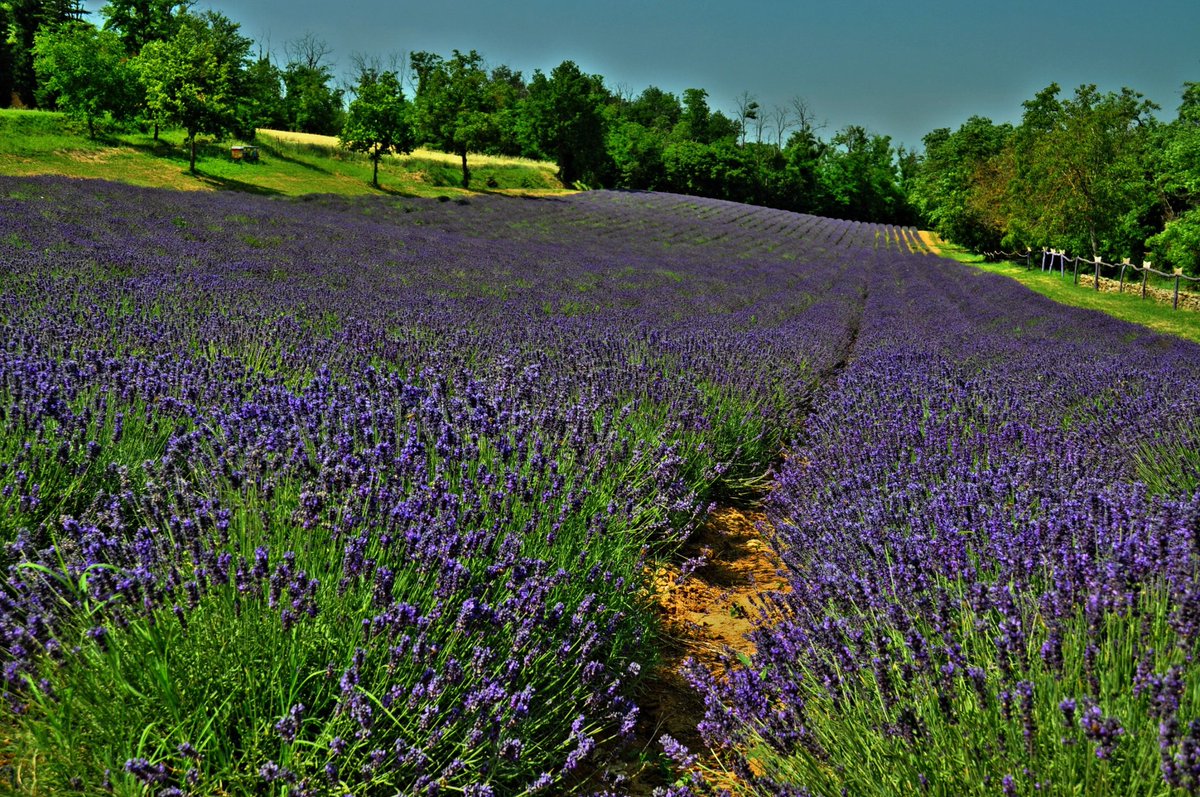 elemairate's tweet photo. When the earth laughs in flowers @siviaggia @inLOMBARDIA @GiteInLombardia @Lombardiadv @Terre_Lombardia @VisitPavia @VisitItalyIT @turistipercaso #OltrepòPavese #Godiasco https://t.co/VGqezncDF9
