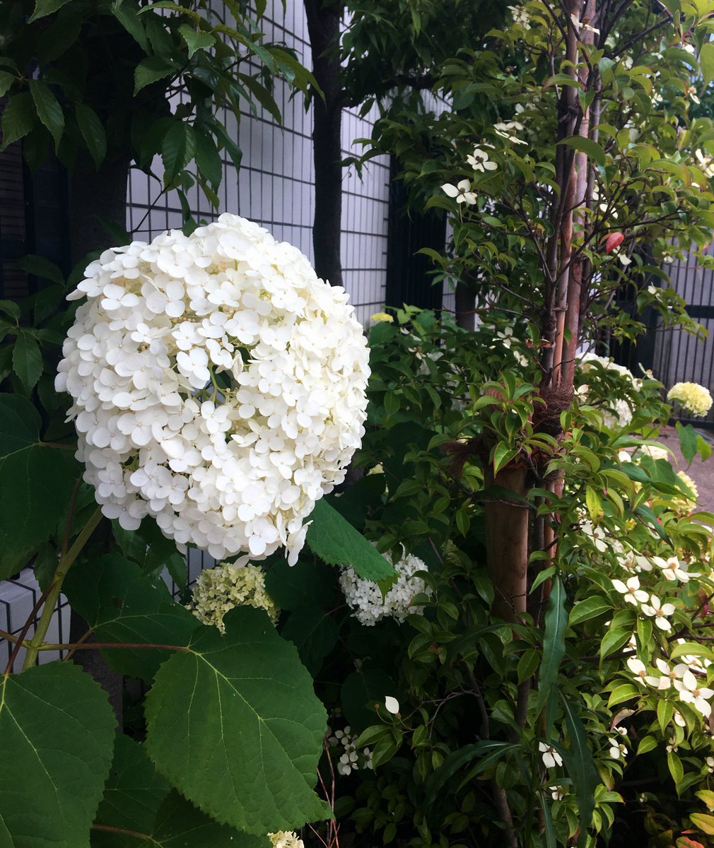 preartgorippa's tweet photo. 先輩が綺麗な紫陽花とハナミズキを発見❗️丸くておっきい立派な紫陽花です〜☺️ https://t.co/OfCsmiibbT