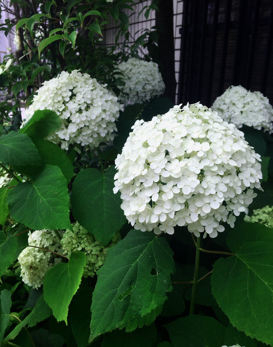preartgorippa's tweet photo. 先輩が綺麗な紫陽花とハナミズキを発見❗️丸くておっきい立派な紫陽花です〜☺️ https://t.co/OfCsmiibbT