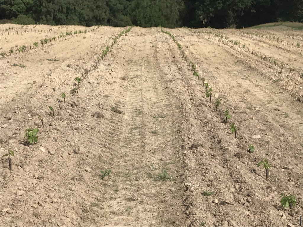 93 years later Pinotage meets English soil. Largely influenced by the old world, some new world thinking brings a bit of South African spice. UK’s first Pinotage vineyard planted recently. Prof Perold great grandson getting in on the action <a href="/LeonardsleeG/">Leonardslee Lakes & Gardens</a> <a href="/PinotageSA/">Pinotage Association</a> <a href="/BenguelaCove/">Benguela Cove Lagoon Wine Estate</a>