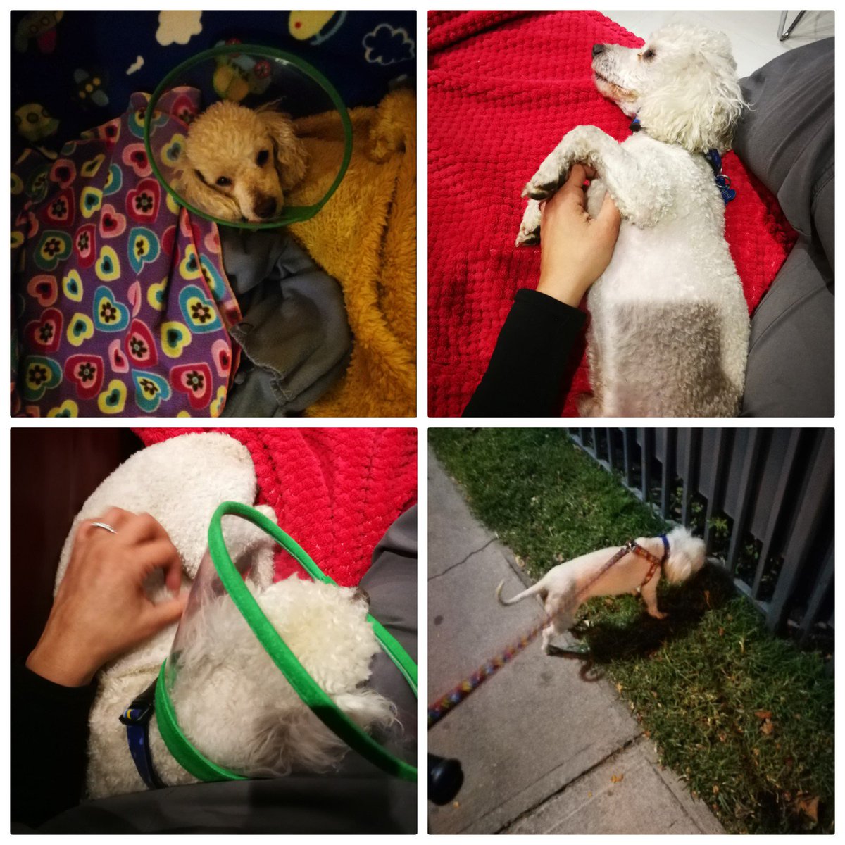ValitoStore's tweet photo. Don Pepe ⚡hoy se castró y le implantamos microchip! Además luce una radiante sonrisa pep gracias a nuestro querido @DRPREYES .Anda de lo + bien, salimos al pipí y ya estamos acostados.
Un enorme agradecimiento a mis amigos de @VetCeba 🐩💚🐕 @alonsoerick #GoCeba #PepeEnAdopción https://t.co/NR8JlBPcWF