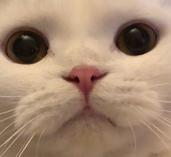 piupiupaw_101's tweet photo. papa &amp; baby 🐱💗 https://t.co/VBkPJXtOeI