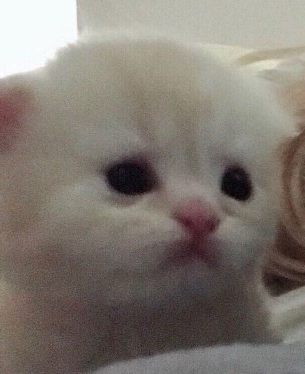 piupiupaw_101's tweet photo. papa &amp; baby 🐱💗 https://t.co/VBkPJXtOeI