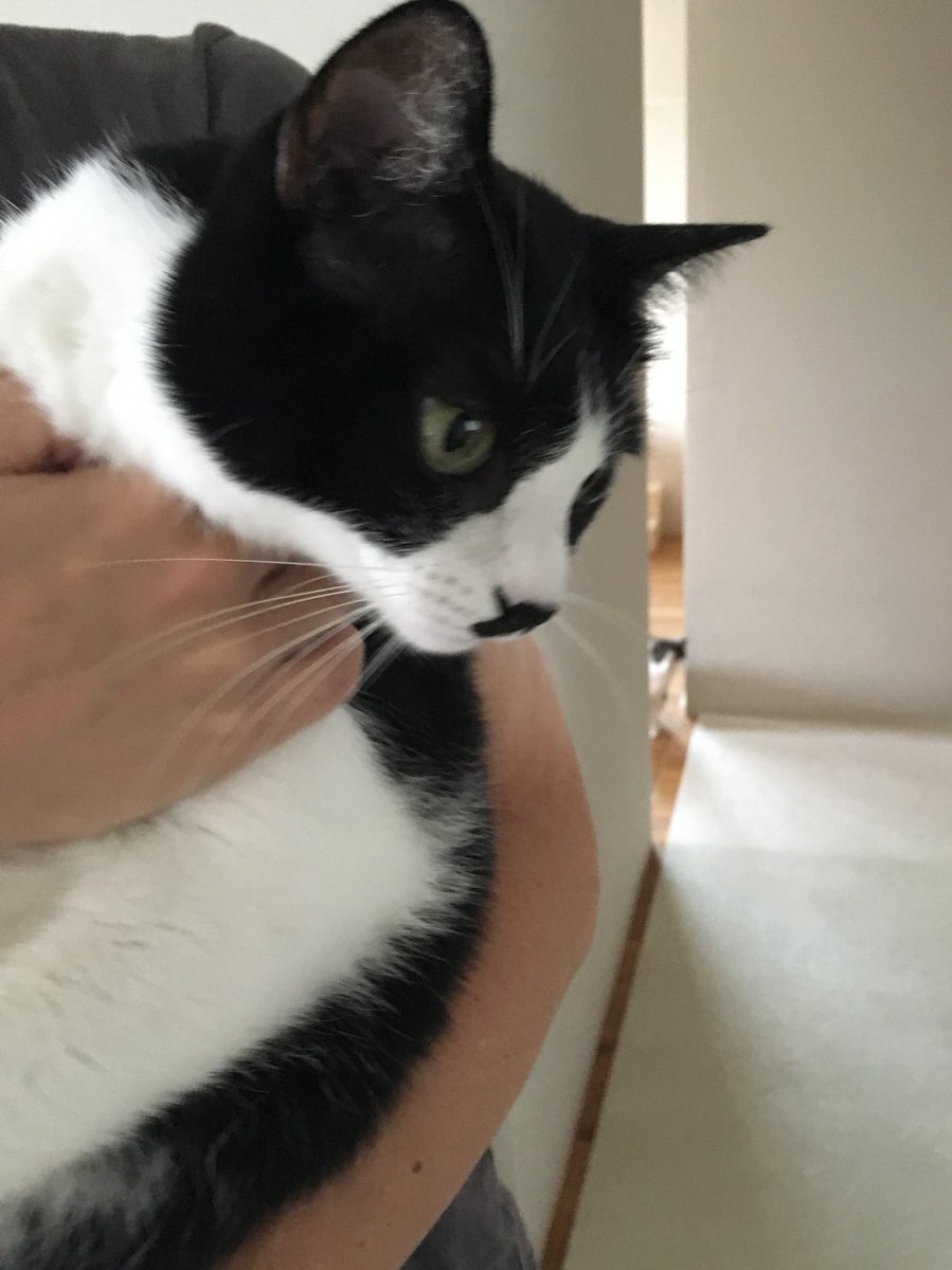 人間がお盆休みに入り 抱っこしてくるときの猫さんの反応があからさますぎる 目は口ほどに物を言う Togetter 人間がお盆休みに入り 抱っこしてくるときの猫さんの反応があからさますぎる 目は口ほどに物を言う Togetter