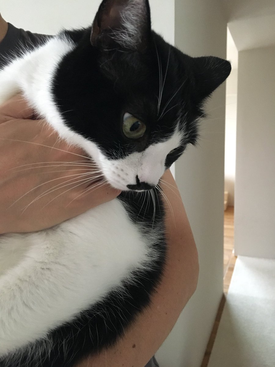 人間がお盆休みに入り 抱っこしてくるときの猫さんの反応があからさますぎる 目は口ほどに物を言う Togetter 人間がお盆休みに入り 抱っこしてくるときの猫さんの反応があからさますぎる 目は口ほどに物を言う Togetter