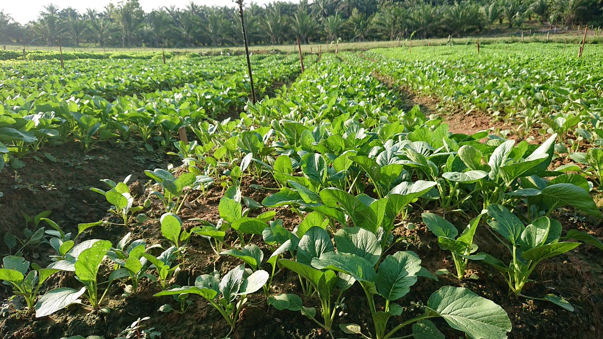 JHarizan's tweet photo. Pagi ni dr rumah terus ke ladang....
Melawat Projek Kelompok Bukit Damar, Sepang, Selangor.
Keluasan Projek 60ekar, diusahakan oleh 4 org usahawantani.

@HajiSalahuddin @msallehhuddin
@bad5277 @moaMalaysia
@myDOA_HQ @PertanianSepang
#ourfoodourfuture
#sayur https://t.co/eWVn1Kbhc2