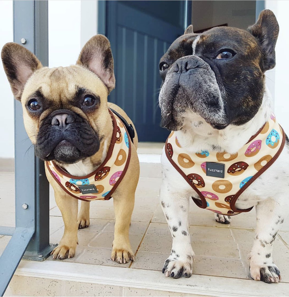 Donut about you.. but we are pretty happy the weekend is here!! 🤪🍩❤️🤙🏽 #FuzzYard