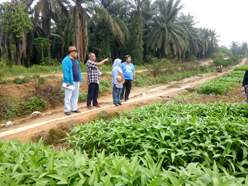 PertanianSepang's tweet photo. Lawatan Pemantauan Dato Ketua Pengarah Pertanian Malaysia, Dato Jamal Harizan ke projek Tanaman Sayur di Bukit Damar, Dengkil Sepang.
Ketua Projek:Razali Bin Jantan
Keluasan:60 ekar https://t.co/7BECOJoxCQ