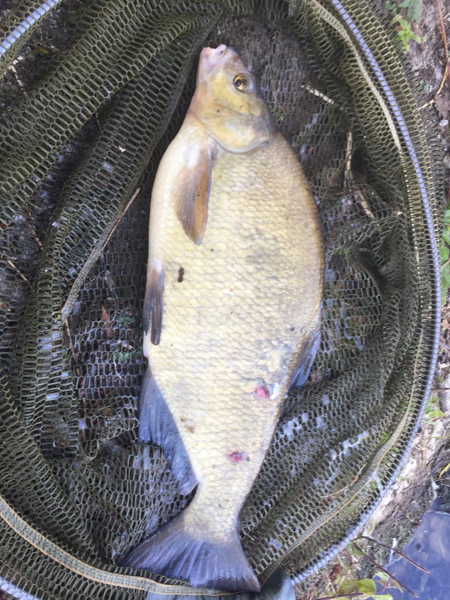 First Bream of #worldfishingday out of the Warwickshire Avon at #Evesham