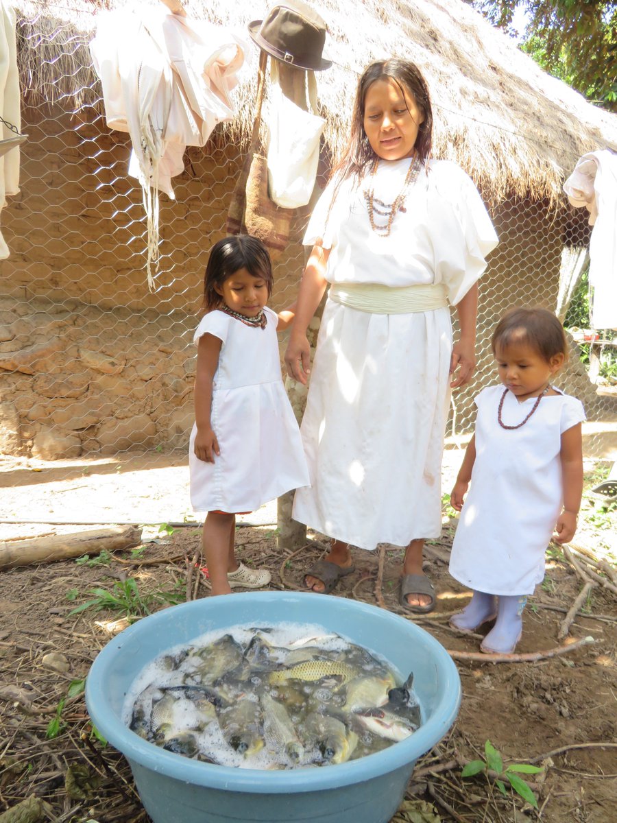 adrianapmunozr's tweet photo. Producción CACHAMA y BOCACHICO comunidad JIMAÍN resguardo indígena Arhuaco Sierra Nevada Santa Marta Colombia #IntegratedAgriAquaculture 🐟🌿💦🏔️💻#Biomodel #sustainability #perifiton #foodsafety @UNColombia @VRI_UN @DIEB_UN @Extension_UN #fmvz #UNAL @FAO_SLM @FAO_Colombia https://t.co/dkBs1IzTSo