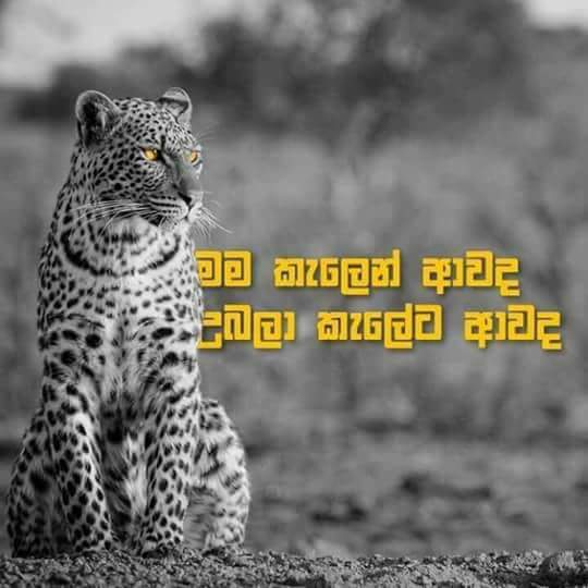 dkatharanga's tweet photo. 🐯🐆 ❤️උබල ආයෙත් මේ වගේ තිරිසන් මිනිස්සු ඉන්න රටක ඉපදෙන්න එපා...!!! 😑😔😢 https://t.co/pQe4DjZd1p