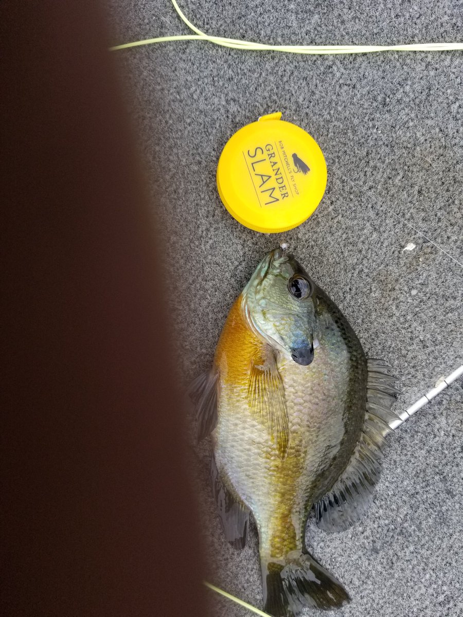 cafactor's tweet image. #granderslam2018 #mnflyshop
bluegill