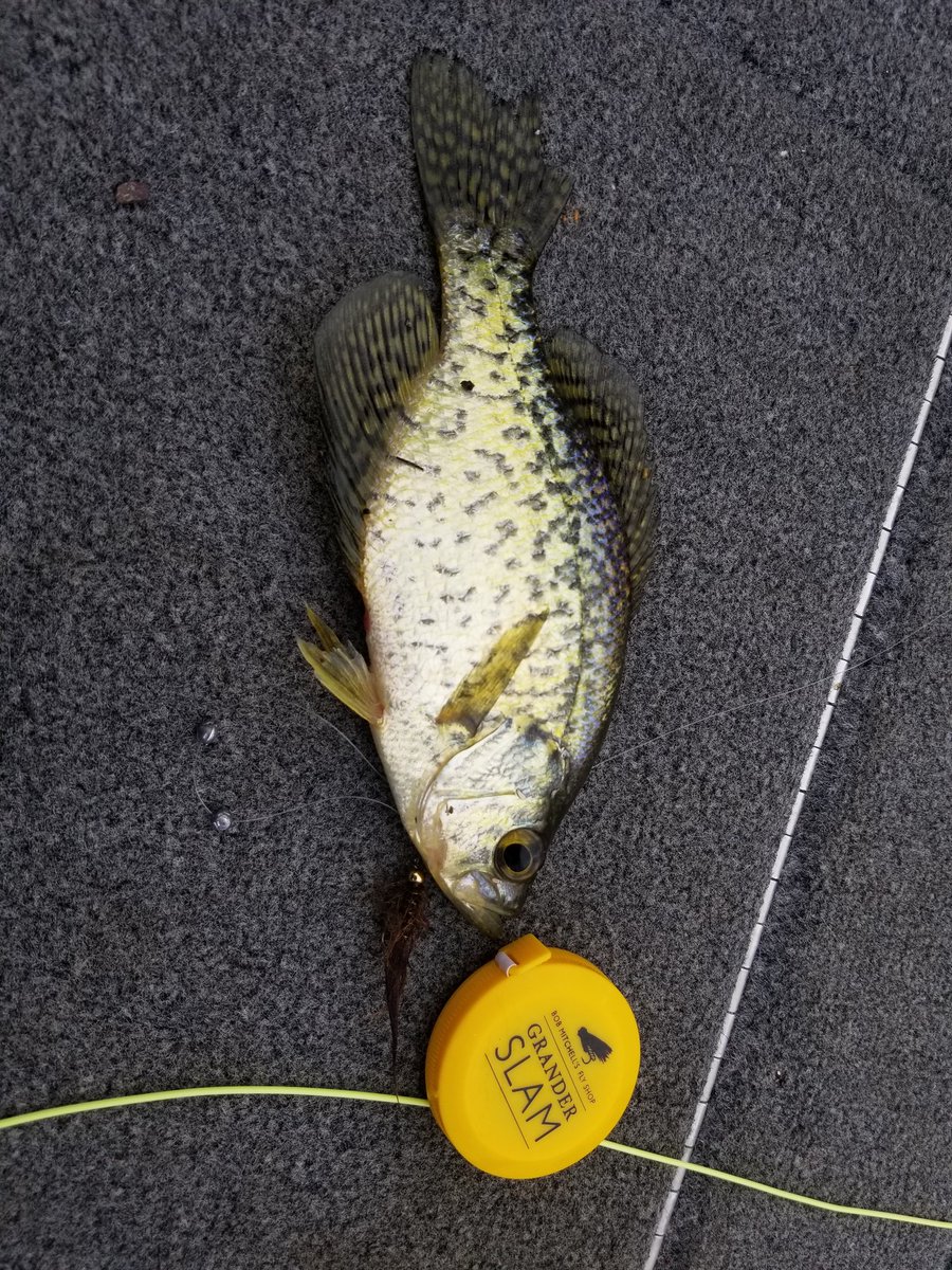cafactor's tweet image. #granderslam2018 #mmflyshop
crappie