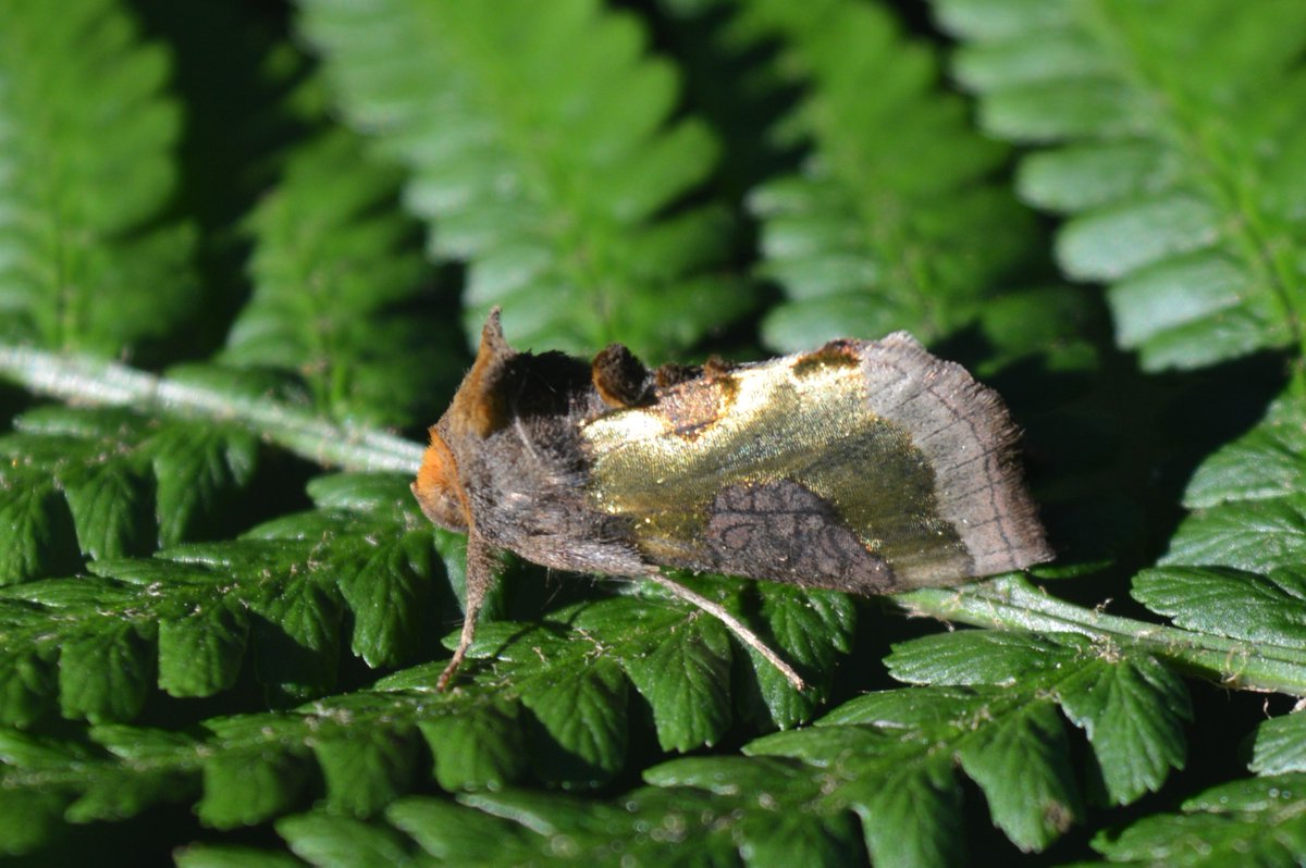 Burnished Brass - Diachrysia chrysitis another one of those boring brown moths. #teammoth