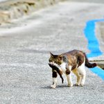 コレが本当のお魚くわえたどら猫wリアルどら猫が可愛すぎる!