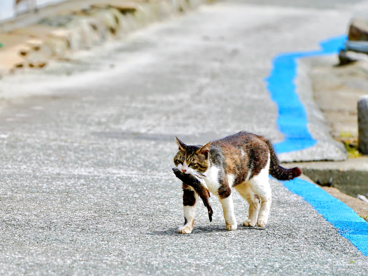 コレが本当のお魚くわえたどら猫ｗｗリアルどら猫が可愛すぎる！