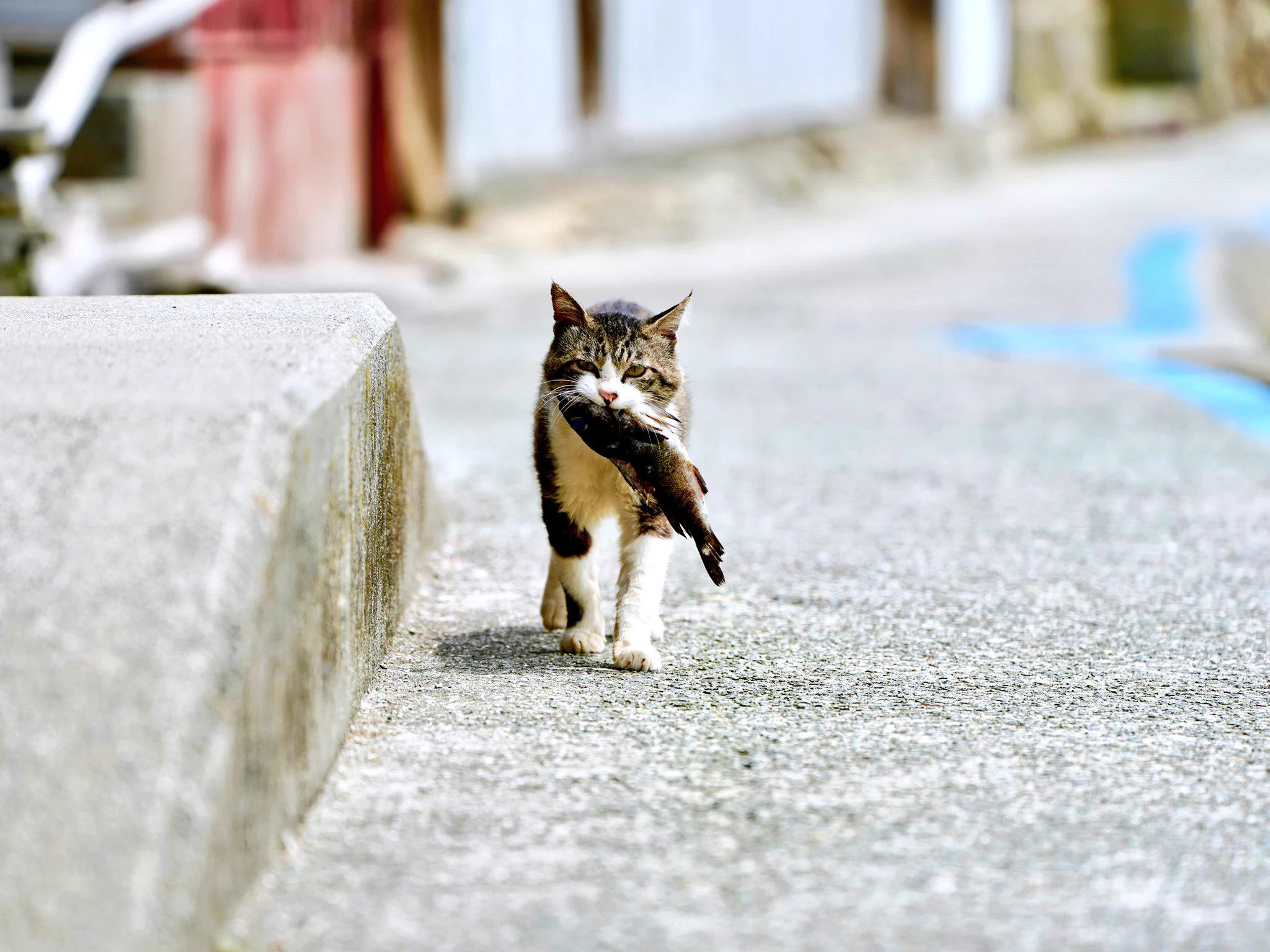 コレが本当のお魚くわえたどら猫ｗｗリアルどら猫が可愛すぎる！
