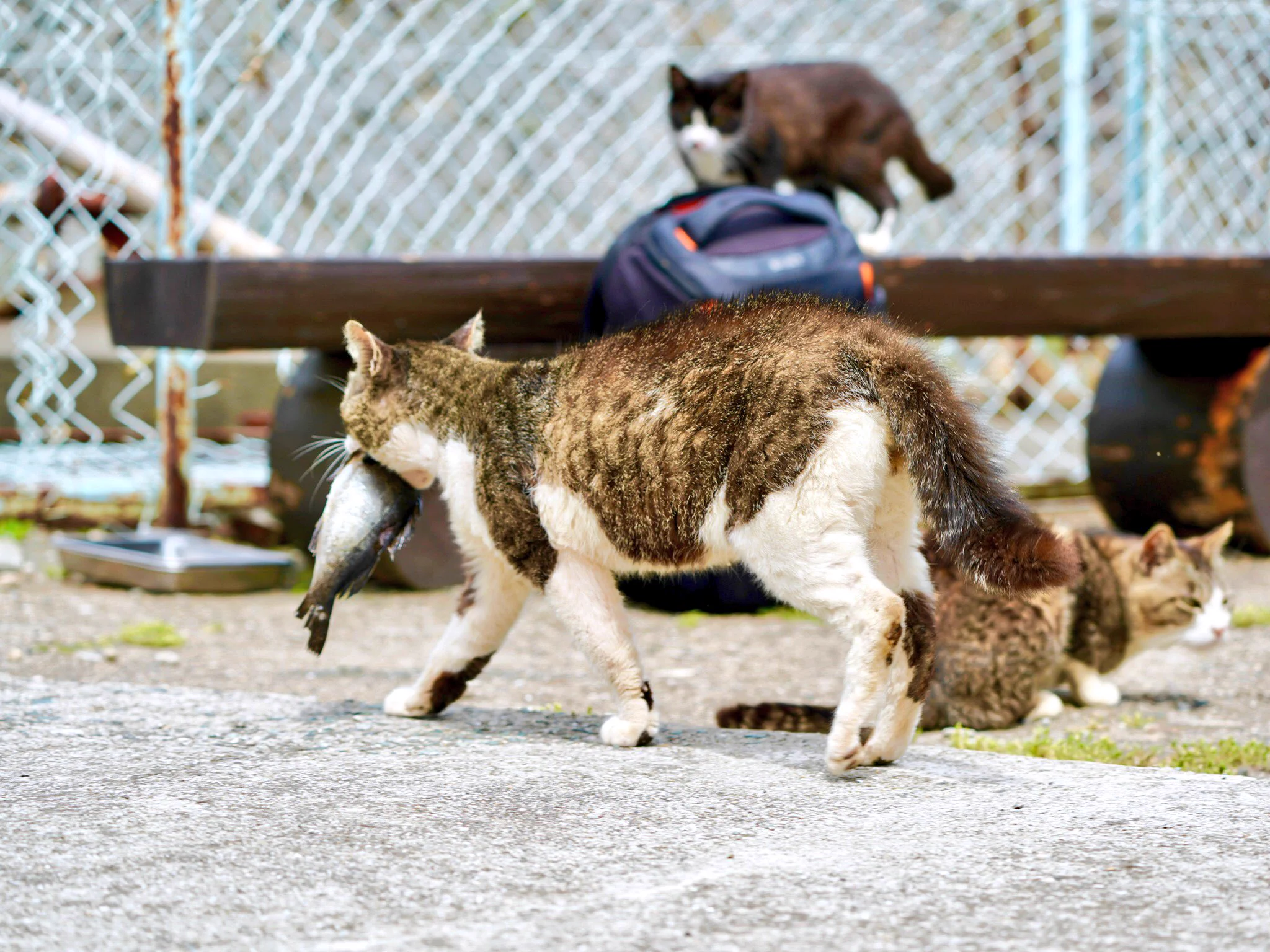 コレが本当のお魚くわえたどら猫ｗｗリアルどら猫が可愛すぎる！