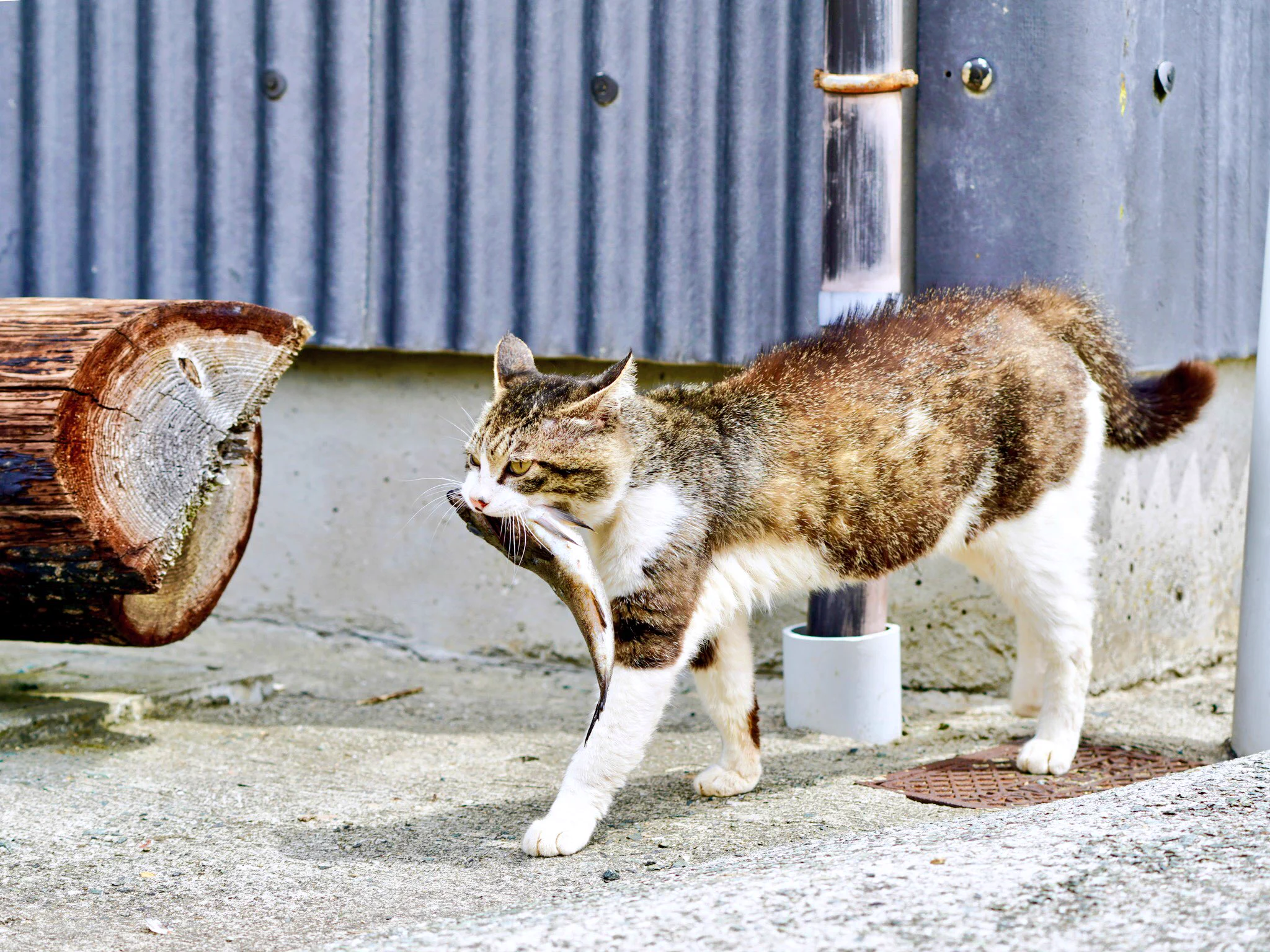 コレが本当のお魚くわえたどら猫ｗｗリアルどら猫が可愛すぎる！