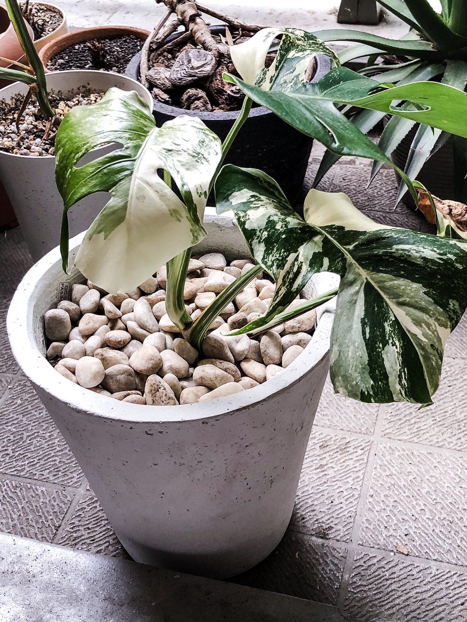 Tetsuro Oh No ヒョロヒョロの斑入りモンステラを切り戻して 新しい鉢に植え替え 鉢底石をネットに入れると 使いやすいというのをnhkでやってました Monsteramania Monstera モンステラ 斑入り 植え替え Botanical 植物のある暮らし Plants