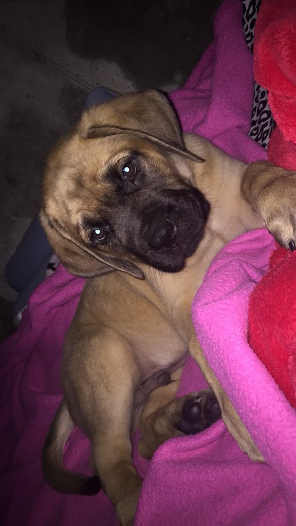 fab_kota's tweet photo. years of begging for a puppy, I finally got a spoiled, loving, and crazy english massif and I love him https://t.co/Qz3FrNXNDm