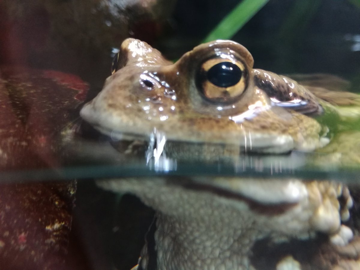 ট ইট র 井の頭自然文化園 公式 オオサンショウウオの餌が終わると 続いて同じ両生類のカエルにも餌 を与えます 普段は省エネでじっとしているカエルたちですが 餌を与えるとよく動き回ります いつもは見られないカエルの動きが観察できますので ぜひ