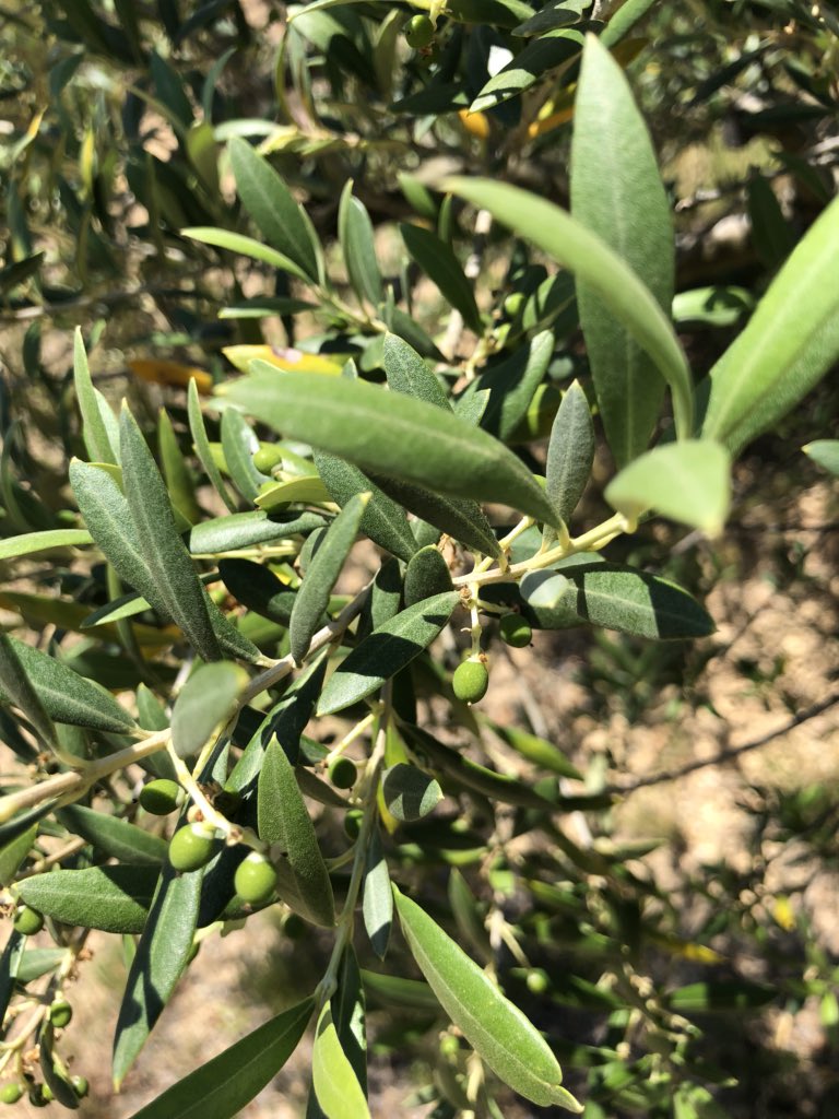 Puig_Albert's tweet photo. Ja es veuen les olives!! Si no fa massa calor a l’estiu enguany en farem moltes. Ja veig el raig d’oli ... #RiberadEbre #oli #arbequi https://t.co/WMn6a068Jv