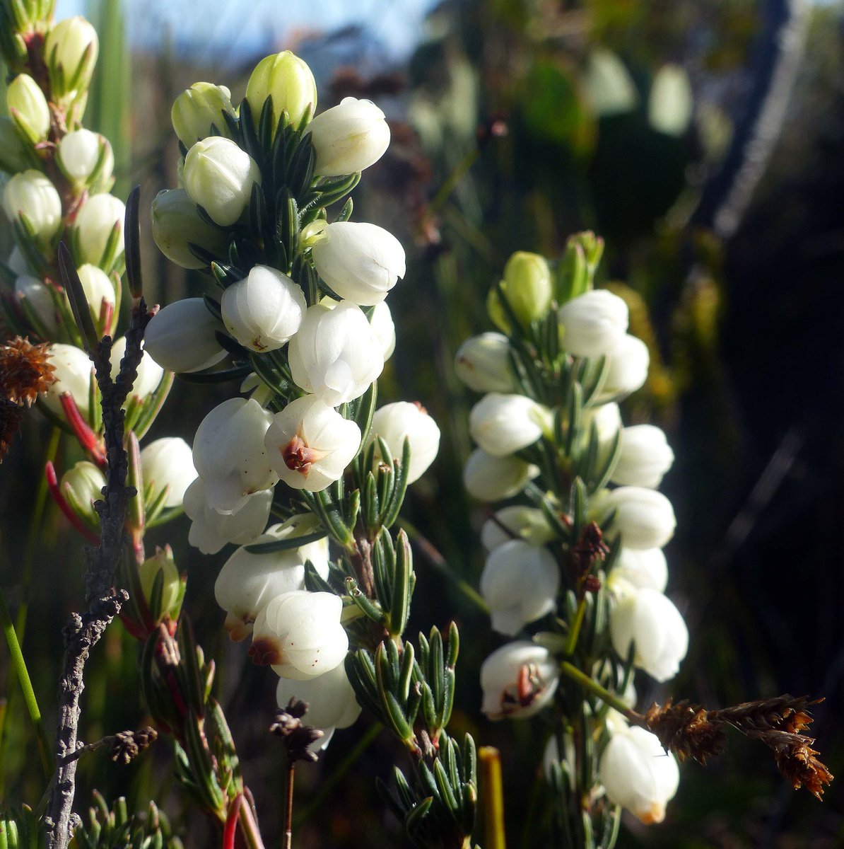CTBotanist's tweet photo. #Erica grisbrookii (Ericaceae): Distributed from #Stanford to #Bredasdorp in the #Overberg on rocky outcrops. It was named by Guthrie and Bolus after Charles Grisbrook (1843-1902) who discovered this species. #PlantProfiles #CapeFlora #SouthAfrica https://t.co/10Cp5cqUPF