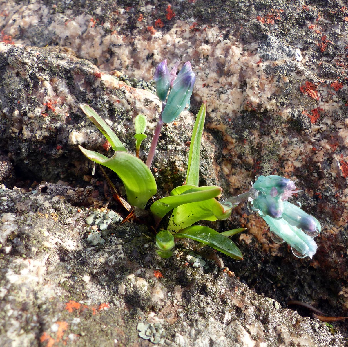 CTBotanist's tweet photo. Water droplets on one of our favourite geophytes #Lachenalia viridflora (Hyacynthaceae). It grows in damp cracks in granite boulders and has just two fragmented subpopulations at its #WestCoast home. #CriticallyEndangered on the Red List. #CapeFlora #Geophytes #Strandveld https://t.co/NNs4S4PEcs