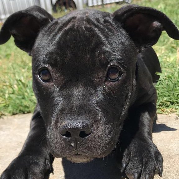 raw_ber_toe's tweet photo. Media is very adept at giving pit bulls a bad reputation. Any dog can do the same harm. My Dakota is a loving and more friendly dog than a small cute looking dog. #value #misrep #people #pitbull #change #minds https://t.co/B4o110MQJw