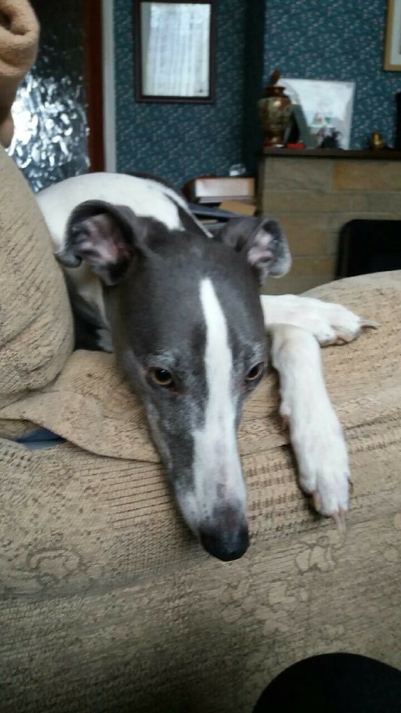 #lostdog #whitby friendly Zak is lost by local #fallingfoss #northyorkmoors @northyorkmoors facebook.com/photo.php?fbid…