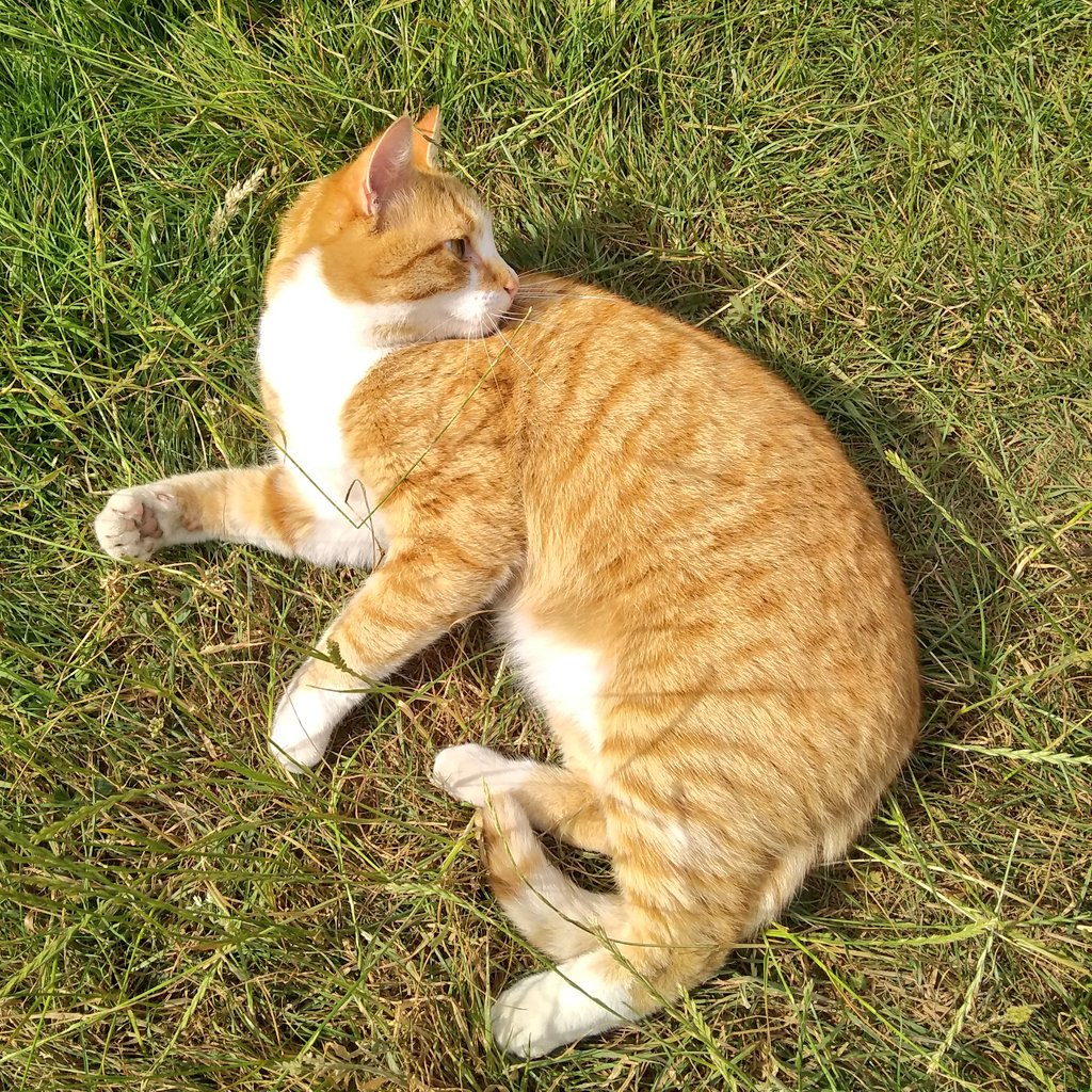 JoRowsellMBE's tweet image. This little rascal decided yesterday afternoon he couldn't possibly be home in time to make his vet appointment... Must remember to sync our diaries in future. Fortunately the vet saw the funny side! #CharlieCat #notbothered