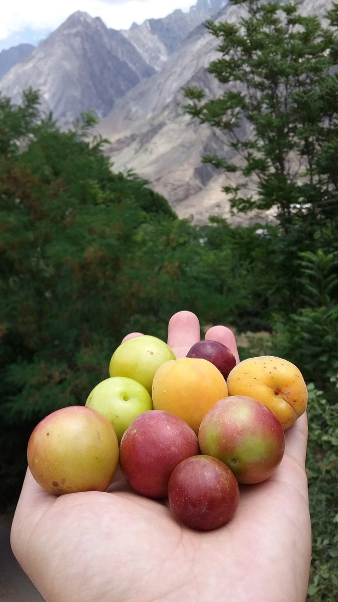 Good afternoon from Ayun #Chitral. #apricots #greengage & #plum. #organicfruits