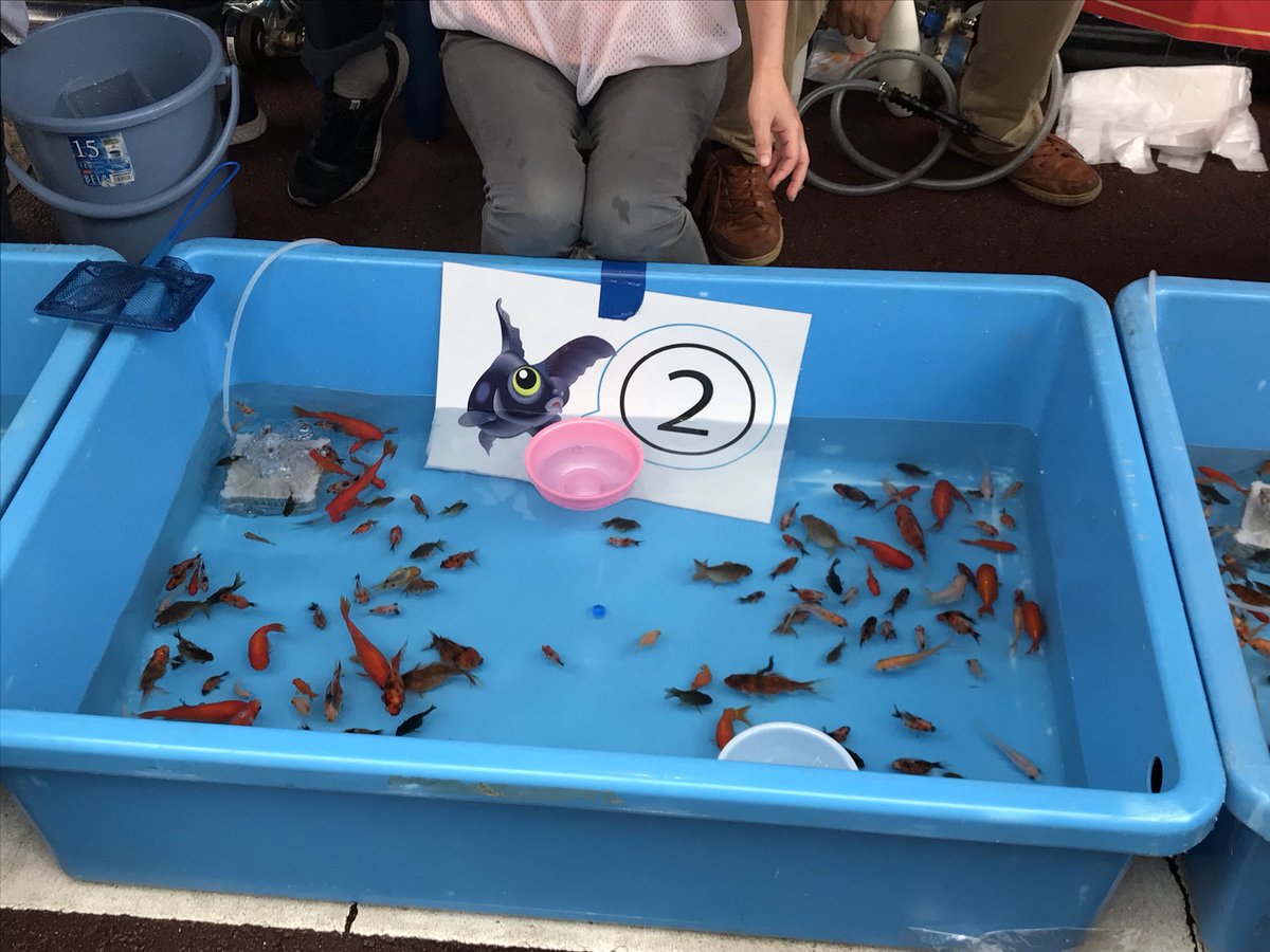 はむちゃんまつり　金魚すくいこぱむだ 金魚すくいをしたよ🐠🐟（ひまわり組） | しらかば保育園