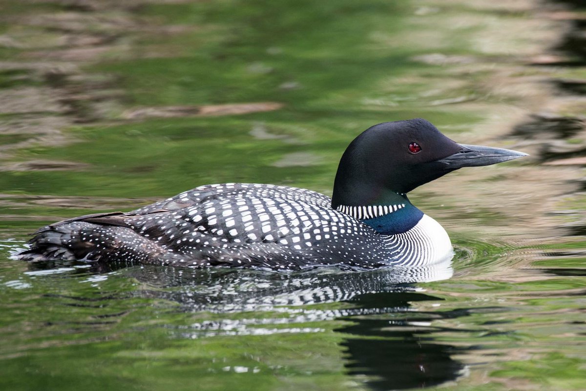 ハシグロアビ Common loon JapaneseClass.jp