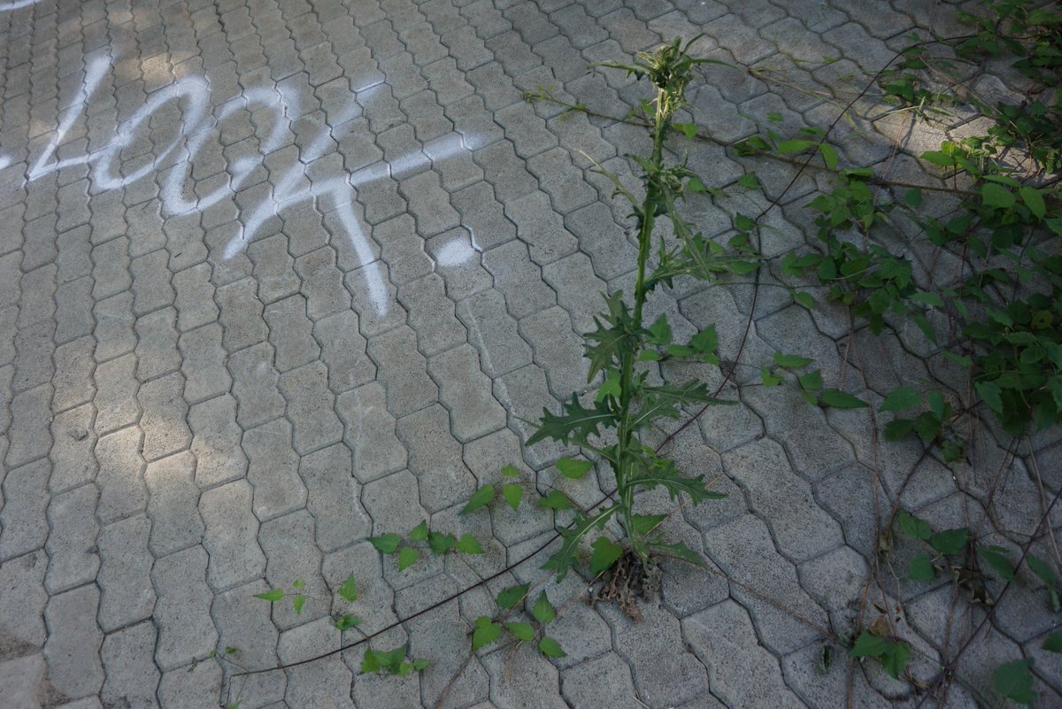 dialogine's tweet photo. Beschriftig isch wichtig im #Limmattal. 😉

#Limmatuferweg #Killwangen https://t.co/Yev0YIGHB5