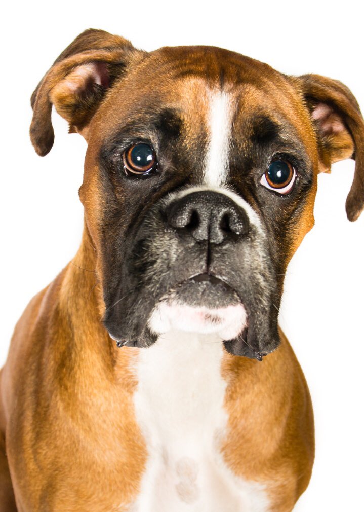 venturethinking's tweet image. What if a boxer could teach #creativepersuasion. @ideasfoundation launches new #English #edresource  #NATEconf with @peterbakare