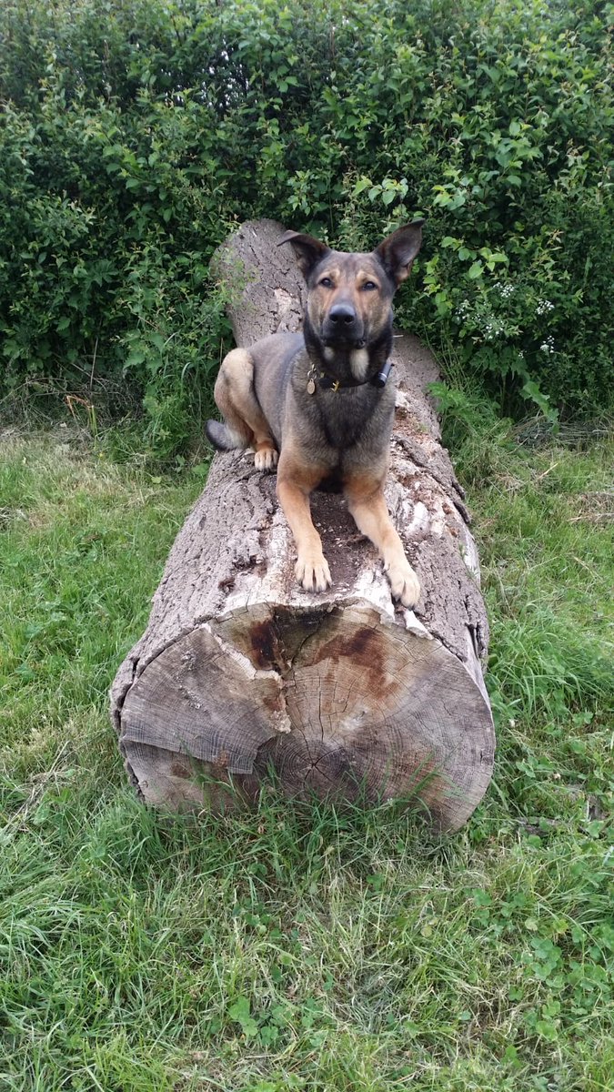 K999Cops's tweet photo. back to a large area of stinging nettles before locating the female hidden in the middle of them. Female was extremely distressed so Rebel just watched her until other units arrived to help her #ThisWayDad #TheNoseKnows #HelpingPeopleInCrisis https://t.co/g8n1lDiBLZ