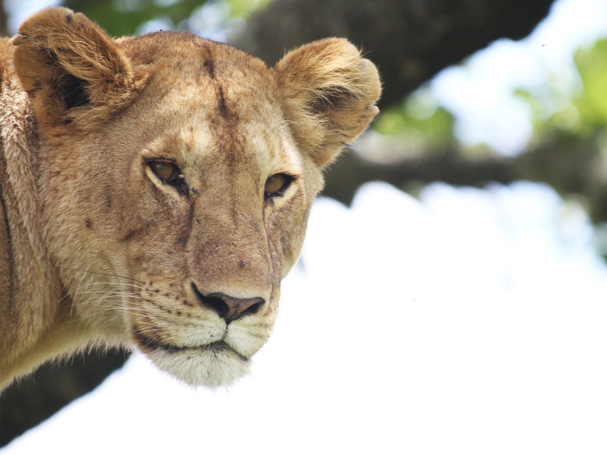 NatHighTravel's tweet photo. If you're travelling this summer and hoping to capture some great shots of your trip, this article might offer some useful advice on #wildlife #photography. https://t.co/iCbnABqNtG #photographysafari https://t.co/VIS3OkCSA1