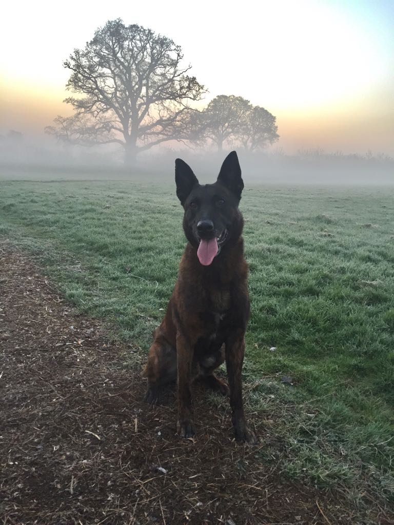 K999Cops's tweet photo. (later found to be stolen that morning). A search of the vehicle found numerous items of stolen jewellery, a balaclava+tools. Both arrested for burglary. The male located by Rhino was also wanted+had absconded from prison! #TwoInTheBin #HideAndSeekChampion #TheNoseKnows https://t.co/Q0B654sBiQ