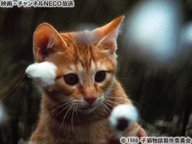 Harry S Topic ハリーズトピック Harry Topic Twitter Harry S Topic ハリーズトピック Harry Topic Twitter
