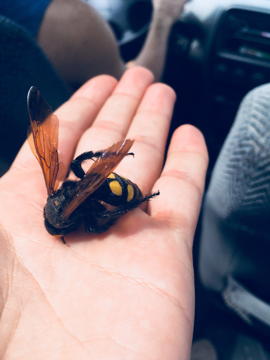 Rt nesta abelha gigante ou vais morrer com um Ferrão espetado no cu