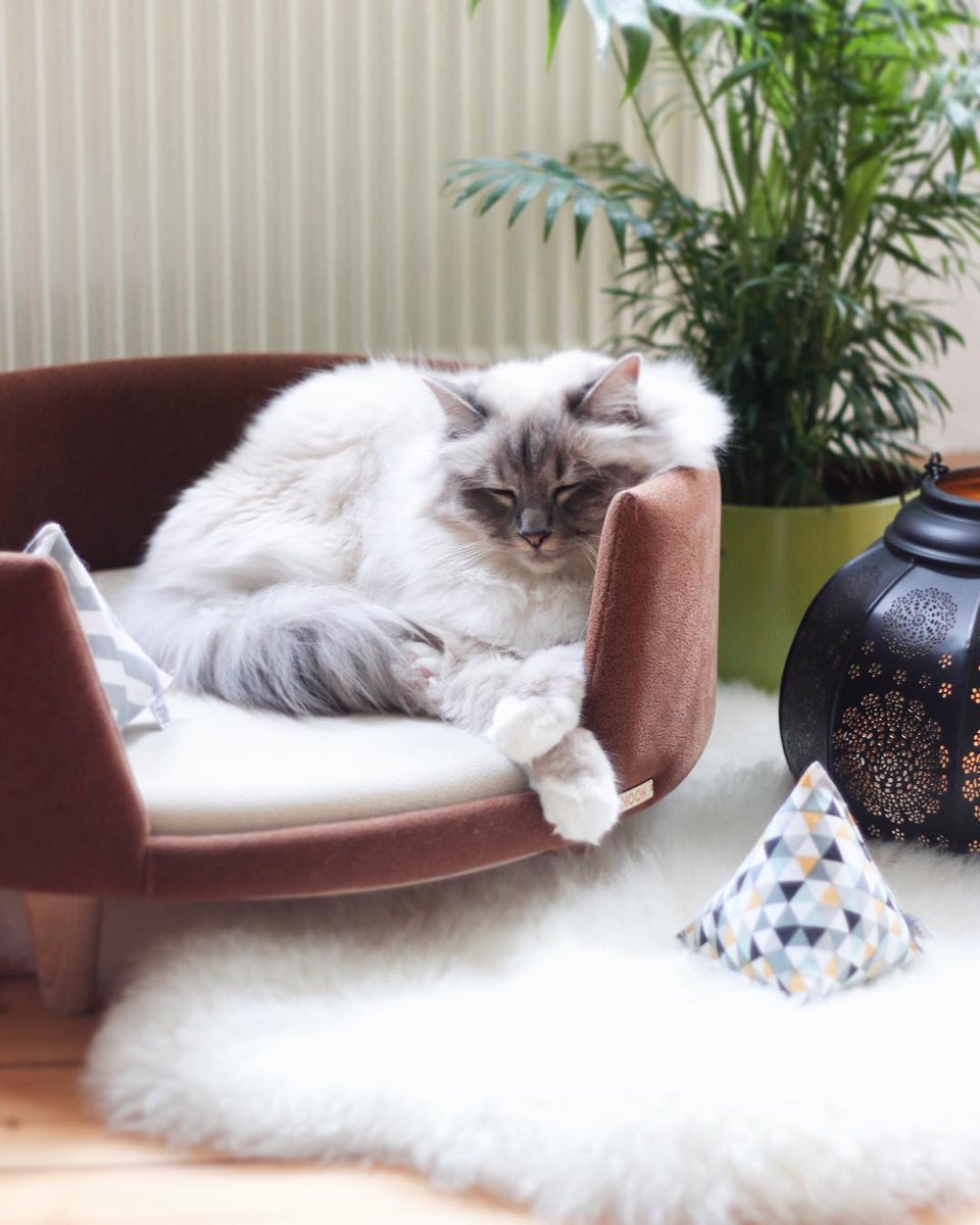 MinoumiCats's tweet photo. Saturdays are for naps, playing and more naps 💤
📷 @thelifeof_malin_and_nala (instagram)
#minoumi #minoumicats #ambassacats #ambassacat https://t.co/0a7rDp3qAr