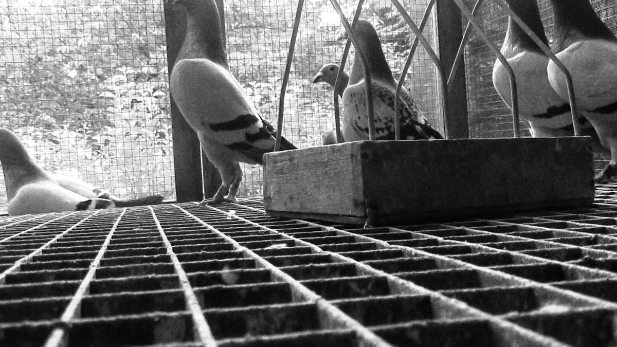 facebook.com/73538142999102… action in solidarity with UPiii. <a href="/HambiBleibt/">@hambibleibt@todon.nl</a>